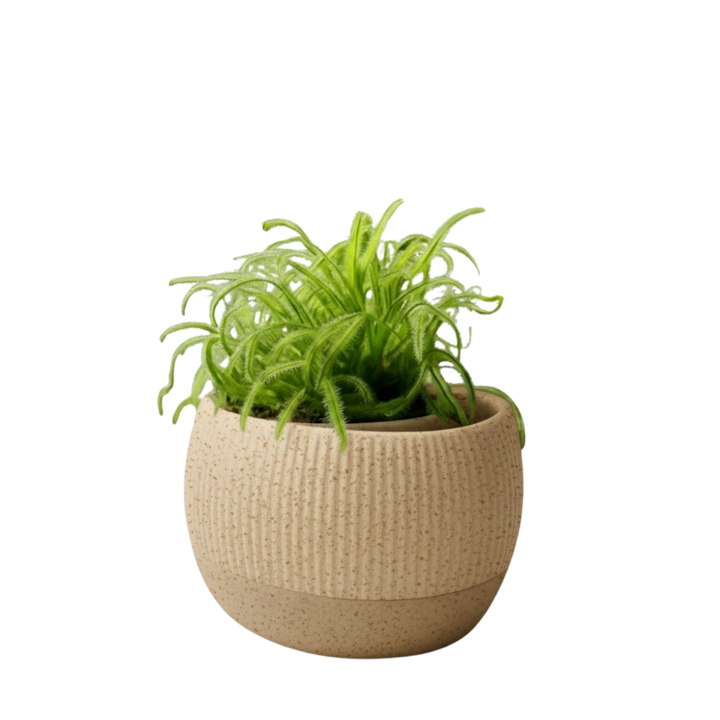 Oasis self-watering pot