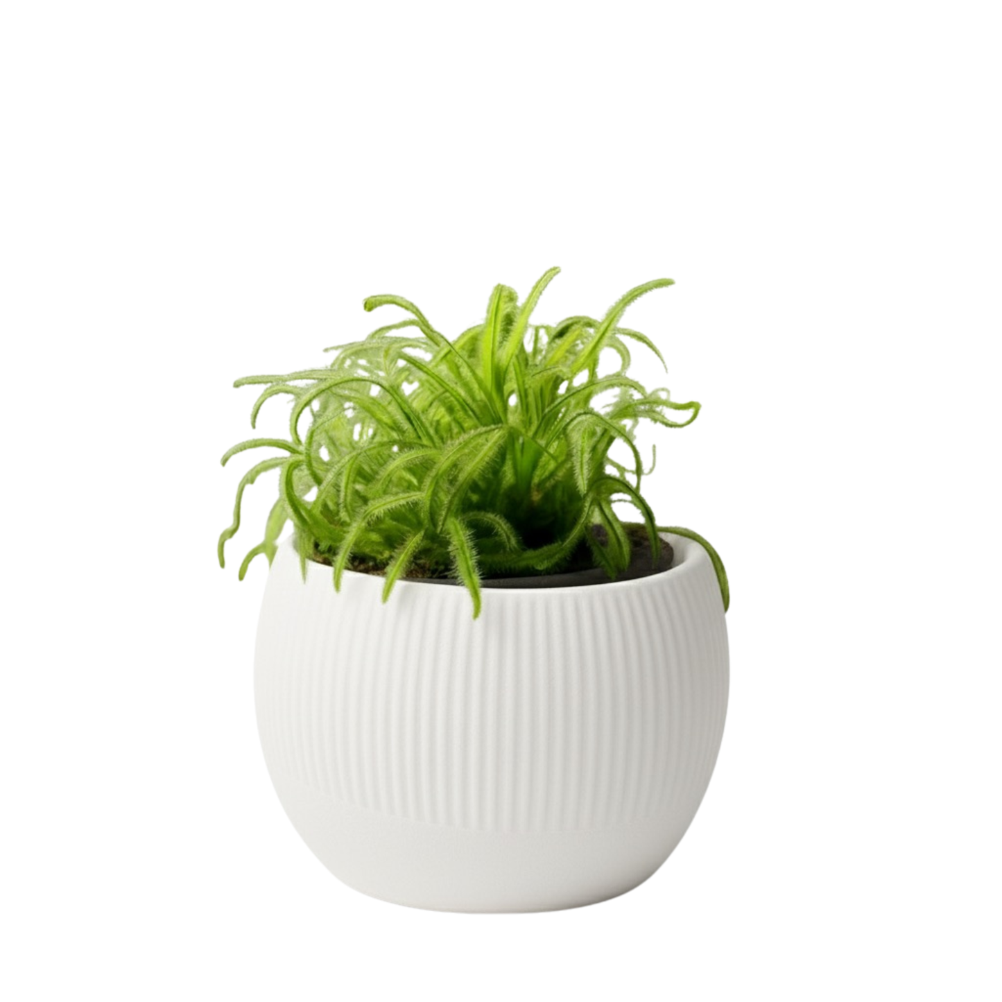 Oasis self-watering pot