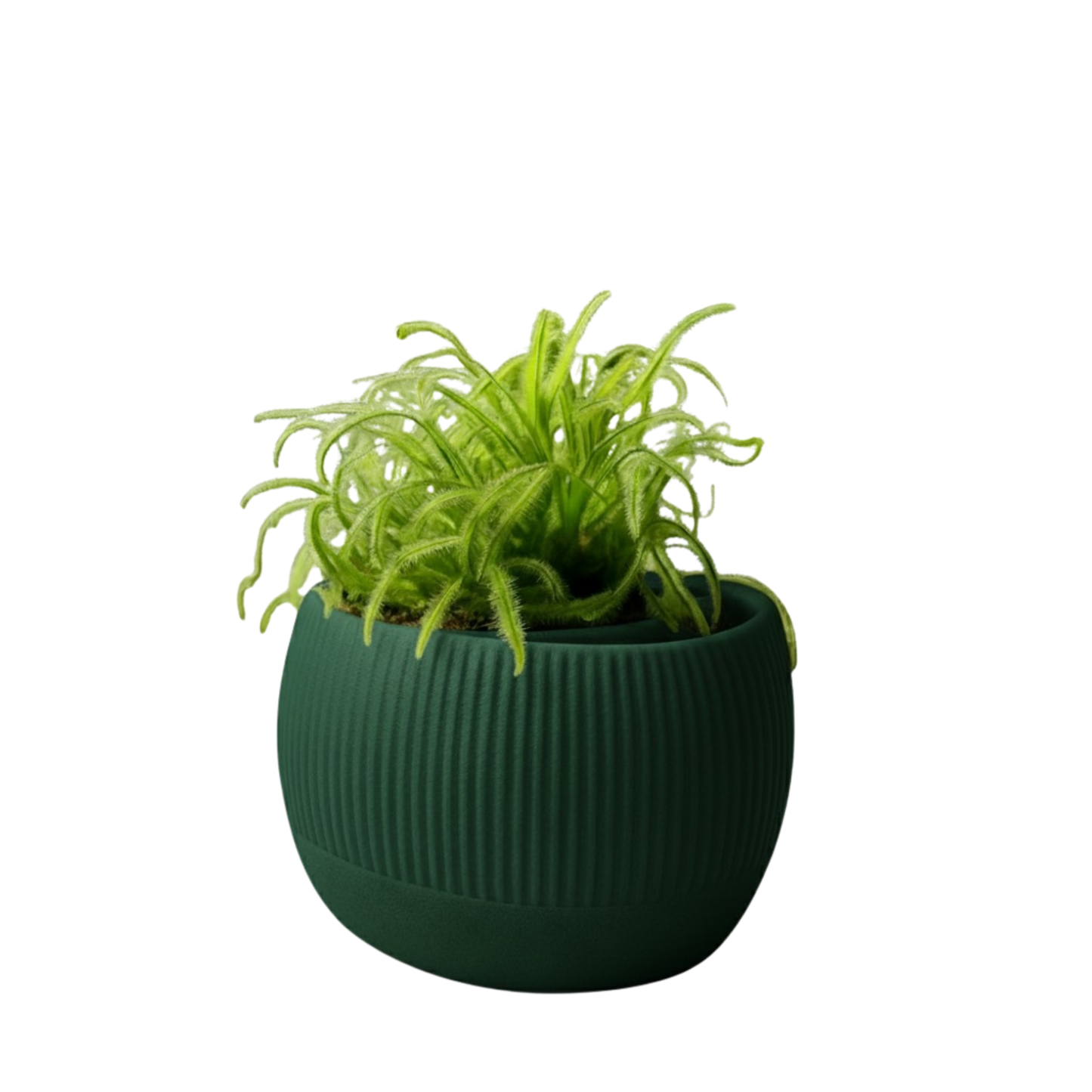 Oasis self-watering pot