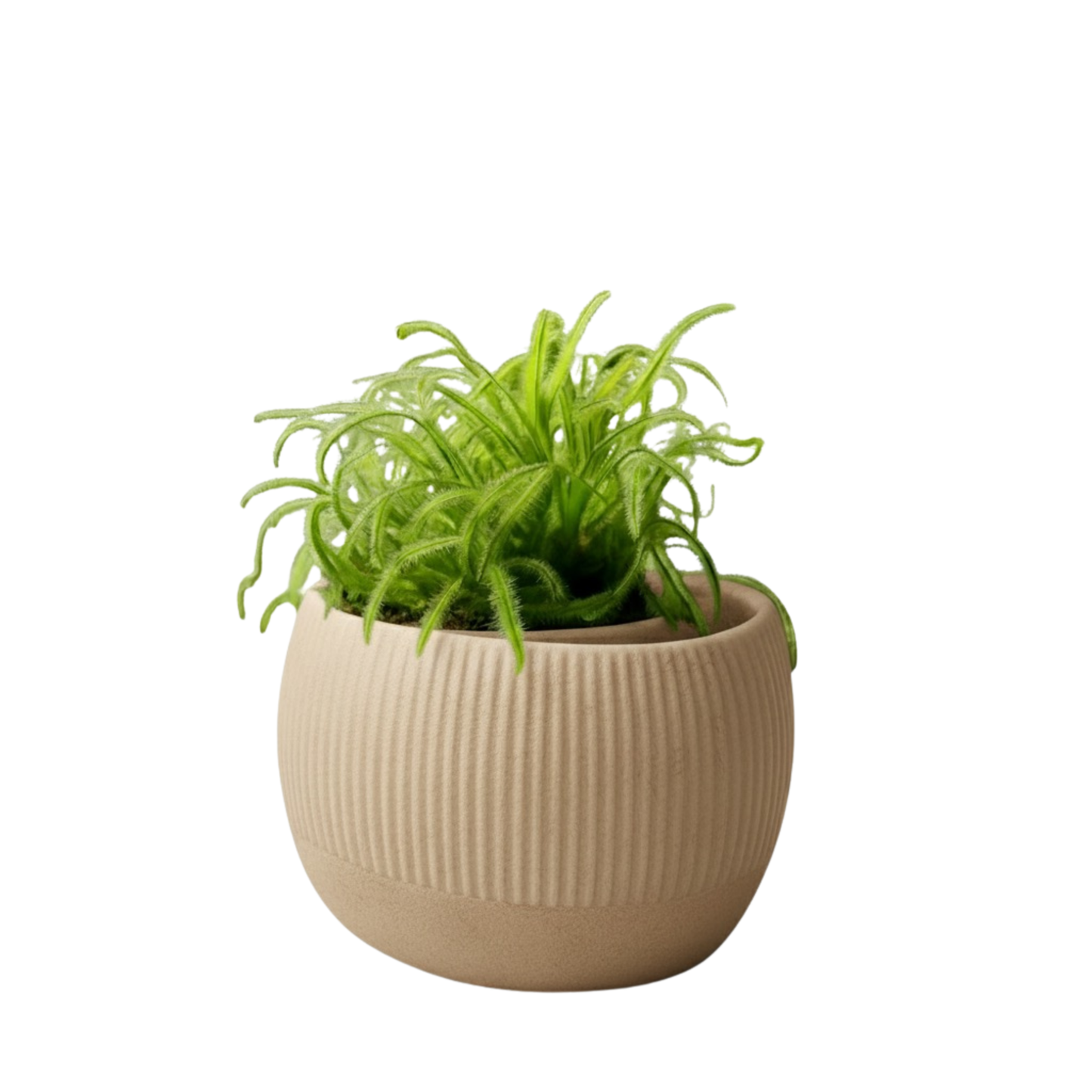 Oasis self-watering pot
