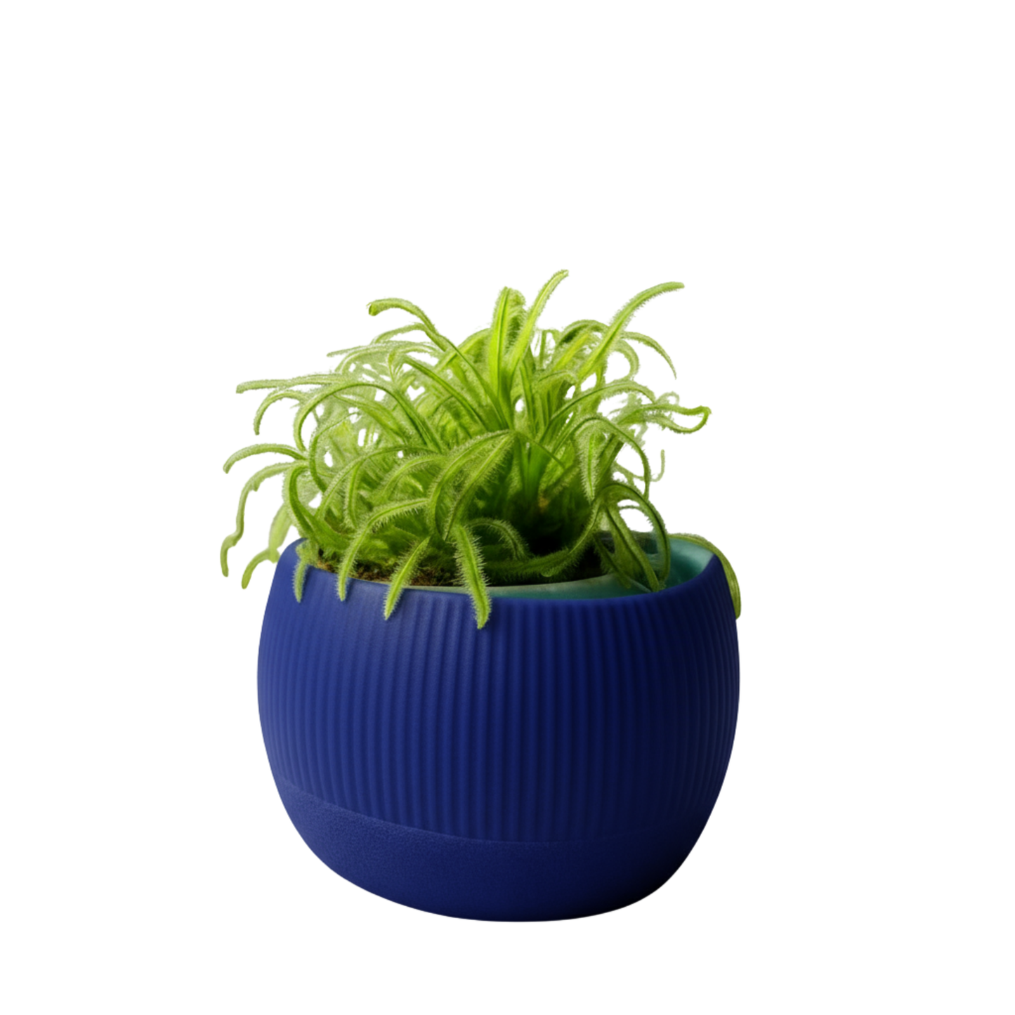 Oasis self-watering pot
