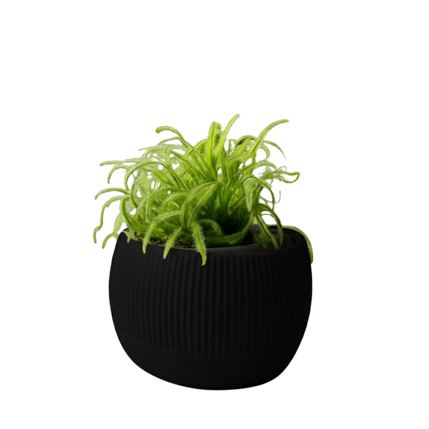 Oasis self-watering pot