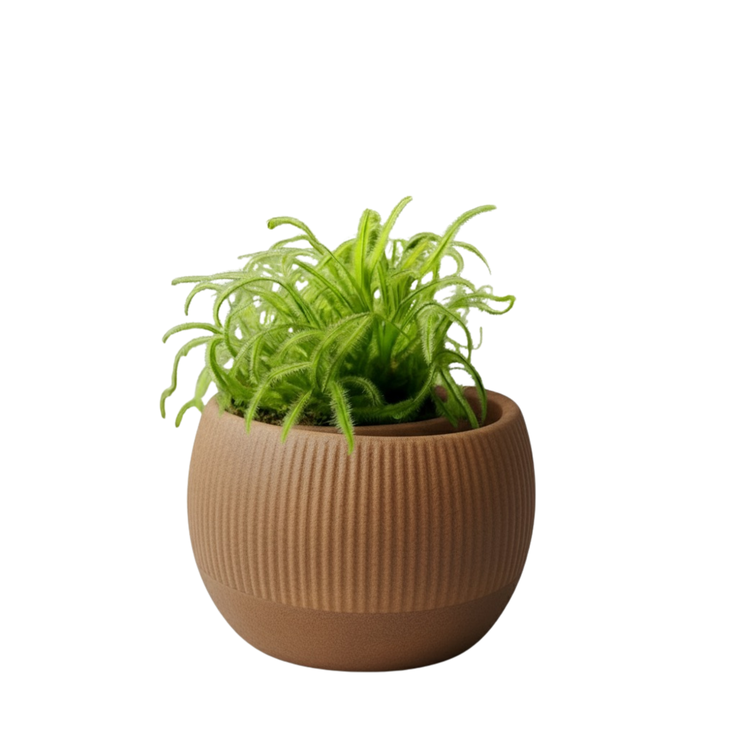 Oasis self-watering pot
