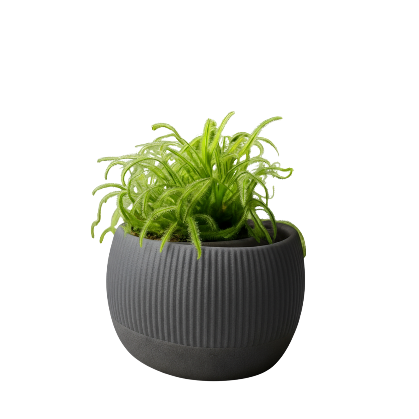 Oasis self-watering pot
